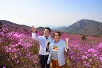 "참 좋은날, 꽃길만 걷자!" 달성군 '비슬산 참꽃문화제' 22일 개최