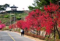 금산 남일면 홍도화축제 개최