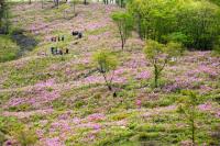 논산시 오는 28일 '제4회 논산 대둔산 철쭉제' 개최