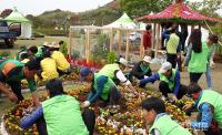 함평4-H본부, 나비축제장에 클로버동산 조성