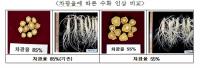 경북도농업기술원, 차광율에 따른 '인삼' 수획 비교 내놔