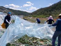 경북도 농축산유통국 직원 40명, 봉화 우박피해 지역 일손돕기 '구슬땀'