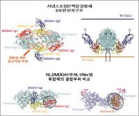 시냅스 발달 조절 원리 최초 규명…조울증·자폐증 치료 기대