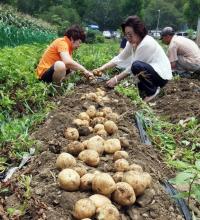 옥천군 옥수수와 감자가 축제 개최
