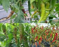 서천군농업기술센터, 장마기 전후 고추 관리 철저 당부