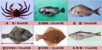 경북도, 휴가철 어린물고기 불법포획‧유통행위 집중단속