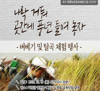 기장군, 전통 벼베기 및 재래식 탈곡 체험행사 개최