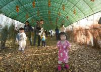제33회 김해 진영단감축제 성황리 마쳐