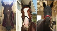 렛츠런파크 부경, 예측불허...경남도민일보배 부경 2세마 대격돌 