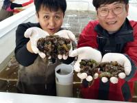 경북 수산자원연구소, 돌기해삼 66만마리 방류