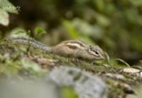 ‘SBS스페셜’ 청송 주왕산, 다람쥐의 앵글로 본 숲 “생존 위해 쉴새없어”