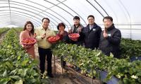 "경북 '상주딸기' 맛보세요"… 본격 출하