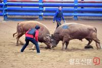 청도군, '2018 청도소싸움축제' 무기한 연기