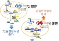 면역세포 미토콘드리아 기능 이상이 당뇨병의 원인