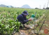 화본과작물 큰 피해 주는 멸강나방 “꼼짝마!”