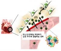 심장에 효율적으로 약물 전달하는 기술 개발