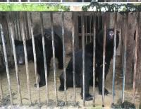 ‘사육곰 지옥’ 현장르포…철장 속 막내곰은 7년 버텨야 죽을 수 있다 