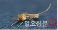 경기도서 2년 만에 일본뇌염 환자 발생…평택 70대 환자 확진 판정