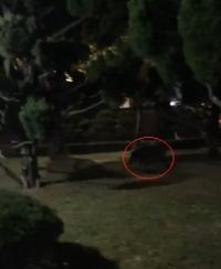 대구 대학캠퍼스서 멧돼지 출몰 '주의'