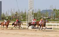 국내 경주마 퀸 가린다...렛츠런파크 부경에서 경상남도지사배 대상경주 열려