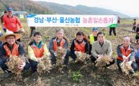 경남·부산·울산농협, 농촌일손돕기 실시
