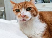 '캣맘의 성지' 부천 동물병원, 노랭이 의료사고 후 커지는 의혹