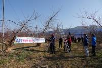 [청도군정] 2019년 과수전정 교육 실시 外
