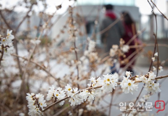 서울역 고가공원 서울로 7017의 봄소식