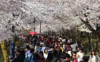 경북문화관광공사, 경주 벚꽃축제 맞이 '보문관광단지' 특별 이벤트 개최