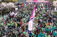 '경주벚꽃마라톤' 1만3000여명 참가…벚꽃과 어울려 장관 이뤄