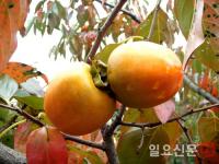 상주감연구소, '감꼭지나방 월동유충' 피해 우려…조기방제 시급