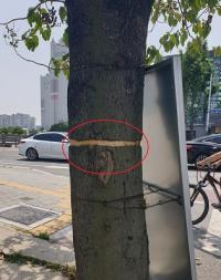 대구 북구서 50년 오동나무 훼손···경찰 수사 의뢰