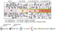 국내 연구팀, 단백질 '스팅' 역할 규명…면역항암치료 내성 극복 실마리 제시