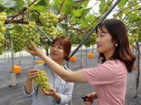 세종시, 월급 받는 농업인 2000농가 육성