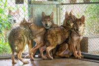 전주동물원에서 태어난 새끼 늑대 5남매 공개