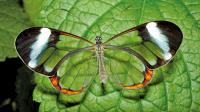 세상에서 가장 아름다운 곤충 ‘유리날개 나비’