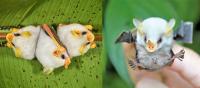 ‘온두라스 흰박쥐’ 박쥐 중에 최고 귀요미