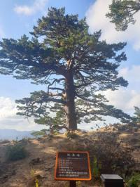 남부산림청, 탐방객 많이 찾는 '보호수' 대상 …생육 점검 나서