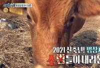‘실화탐사대’ 창원 시골마을에 나타난 소 떼 주인 “나를 구원하는 소”