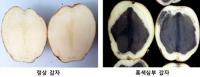 경북농기원, 봄 재배용 씨감자 흑색심부 발생 '요주의'
