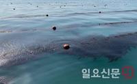 추자 특산 참모자반 양식실증 사업 성공