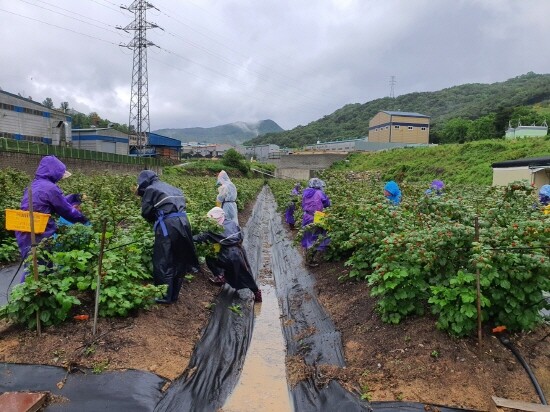 농촌인력중개를 통한 농작업 진행 장면.