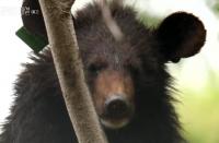 ‘환경스페셜’ 지리산부터 가야산까지 살고 있는 반달가슴곰, 미수신 개체의 의미는