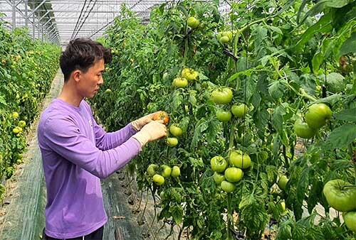 지난해 경주시 청년농업인 자립기반구축 지원 사업 대상자로 선정된 정성윤씨가 본인의 토마토 농장에서 토마토를 살피고 있다 (사진=경주시 제공)