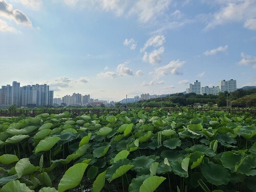 안심연근재배단지. (사진=대구시 제공)