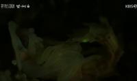 ‘환경스페셜’ 금산 운문산 반딧불, 열흘 찬란한 불빛