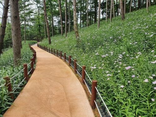 성주군이 조성한 '가야산무장애나눔길'과 '벌개미취 군락지'(사진=성주군 제공)