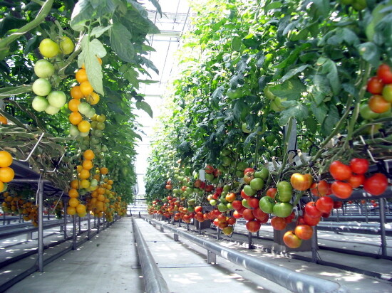 ATEC 토마토 재배 유리온실 내부 모습.