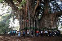세계 최고 두께 멕시코 ‘툴레 나무’…아직도 자라는 중