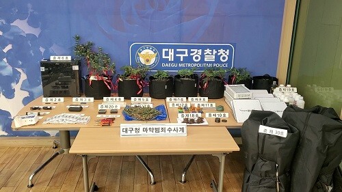 대구경찰청 마약범죄수사계가 압수한 대마. (사진=대구경찰청 제공)